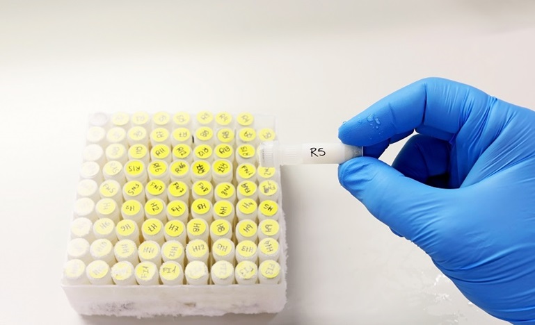 gloved lab tech picks up frozen embryo sample with tweezers